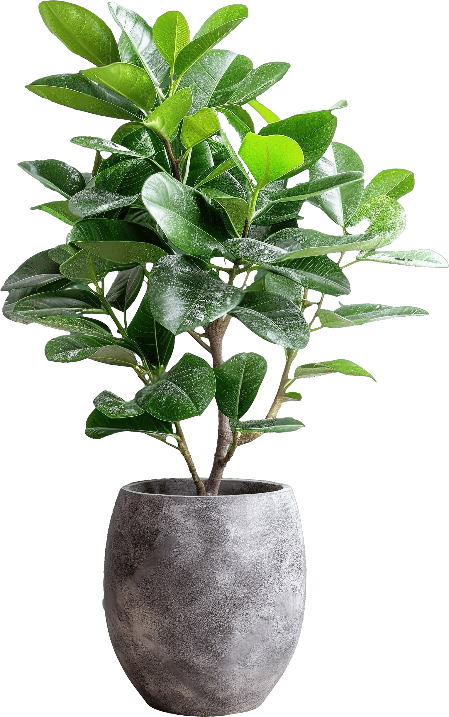 product name